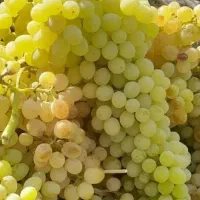 شیره انگور ومویز درجه یک پنیر محلی کردستان|خوردنی و آشامیدنی|تهران, مخصوص|دیوار