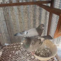 کفتر کبوتر پلاکی.  رنگی