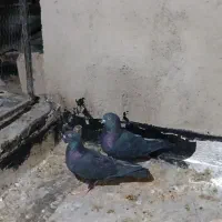 کفتر|پرنده|آبیک, |دیوار