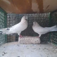کبوتر گرفتنی