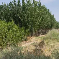 فروش‌نهال‌تضمینی‌درنهالستان‌خورشید