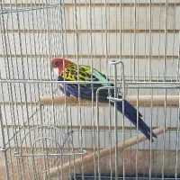 طوطی رزیلا نر|پرنده|شیراز, زرهی|دیوار