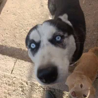 هاسکی|سگ|سرخس, |دیوار