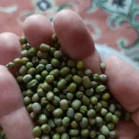 ماش|خوردنی و آشامیدنی|دلند, |دیوار