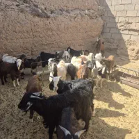 بزغاله دو رگ نیم گوشت|حیوانات مزرعه|بجستان, |دیوار