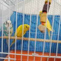 مرغ عشق|پرنده|لیسار, |دیوار