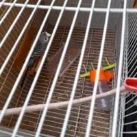 مرغ عشق نر|پرنده|پردیس, فاز ۸|دیوار