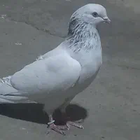 نرکله الماسی و نرپشت سرورپرشی به شرط