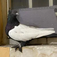 سینه دم سیاه