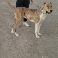 سگ گله ای نژاد دار