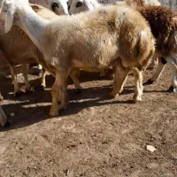 بره نر افشاری|حیوانات مزرعه|زند, |دیوار