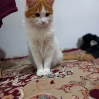 گربه|گربه|مراغه, |دیوار