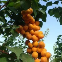 نهالستان گردو های پیوندی و بادام های پربار|خدمات باغبانی و درختکاری|مریوان, |دیوار