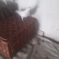 کبوتر تزیینی کاکل و پرشی|پرنده|کلاچای, |دیوار