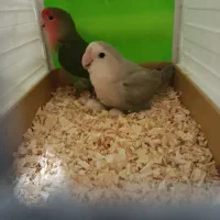 طوطی رنگ خاص|پرنده|پرند, فاز ۵|دیوار