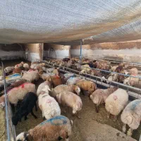 گوسفند بره نر و ماده|حیوانات مزرعه|یزد, |دیوار