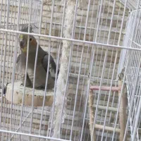 عروس هلندی|پرنده|نوشهر, |دیوار