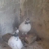 کله شیخ ماده گمشده|پرنده|مسجد سلیمان, |دیوار