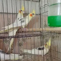 عروس هلندی مولد|پرنده|بابل, |دیوار