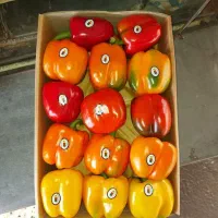 صیفیجات گلخانه ای صادارتی|عمدهفروشی|آستارا, |دیوار