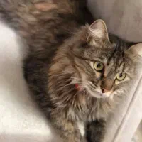 گربه گم شده