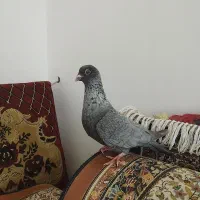 کبوتر موشی ماده