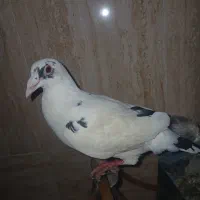 کبوتر