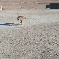 سگ نژاد افغانی|سگ|سربیشه, |دیوار