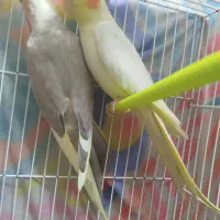 عروس هلندی|پرنده|زیرکوه, |دیوار