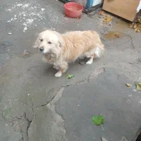 سگ نرطلایی رنگ