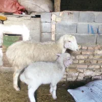 ی عدد میش بره دار جوان شکم اول|حیوانات مزرعه|شیروان (خراسان), |دیوار