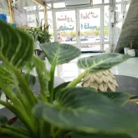 آپارتمان فازهفت
