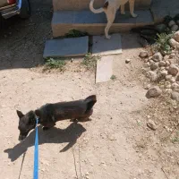 سگ پاکوتاه