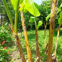 کلبه سوییسی|اجارهٔ کوتاهمدت ویلا و باغ|گرگان, |دیوار