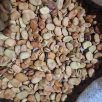 بذر باقلا شاخ بزی|گل و گیاه طبیعی|دره شهر, |دیوار