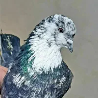 کفتر پرشی ،قاره، زاغ، سوسکی