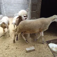 گوسفند لاکن با بره