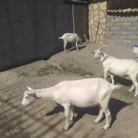 بز سانن کل اصل فرانسویی|حیوانات مزرعه|مشهد, توس (بلوار توس)|دیوار