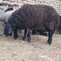 شیشک قوچ میچان