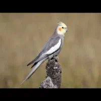 عروس هلندی  گم شده