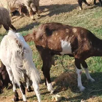 بز پاکستانی و افغانی|حیوانات مزرعه|شادگان, |دیوار