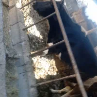 گاو زایبده درجه یک|حیوانات مزرعه|بهبهان, |دیوار