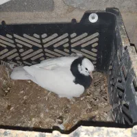 تعدای طوق سیاه درجه یک فروشی|پرنده|زرین دشت (فارس), |دیوار