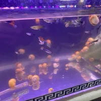 حلزون|ماهی|هشتگرد, فاز ۳ مهستان|دیوار