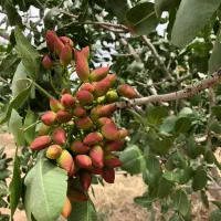 ۸۰۰۰مترباغ پسته|فروش دفتر صنعتی، کشاورزی، تجاری|قم, یزدان‌شهر|دیوار