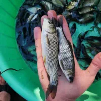 انواع بچه ماهی کپور و آمور امساله|ماهی|گرگان, |دیوار