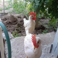 خروس