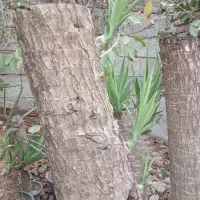 یوکا تعداد زیاد دارم