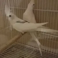 عروس هلندی دوکت کلکسیونی مولدجفتی و تکی