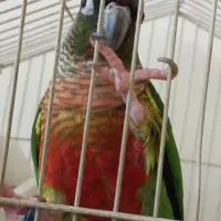 گرینچیک نر یلو ساید بالغ حلقه پا|پرنده|کرج, شهرک یاس جنوبی|دیوار